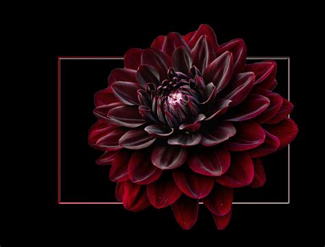 fleur dahlia noir